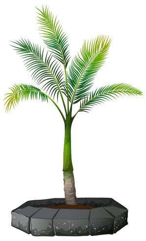 Un palmier sur fond blanc vecteur