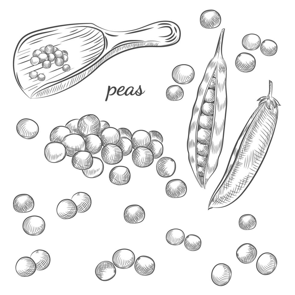 croquis dessiné à la main de pois sur fond blanc. vecteur