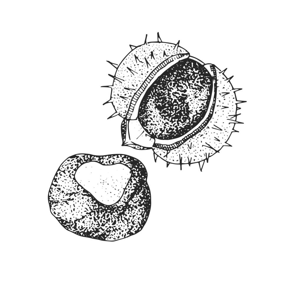 croquis de châtaignier isolé sur fond blanc. vecteur