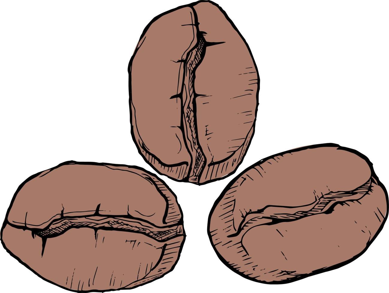 illustration vectorielle de grains de café basée sur un croquis dessiné à la main vecteur