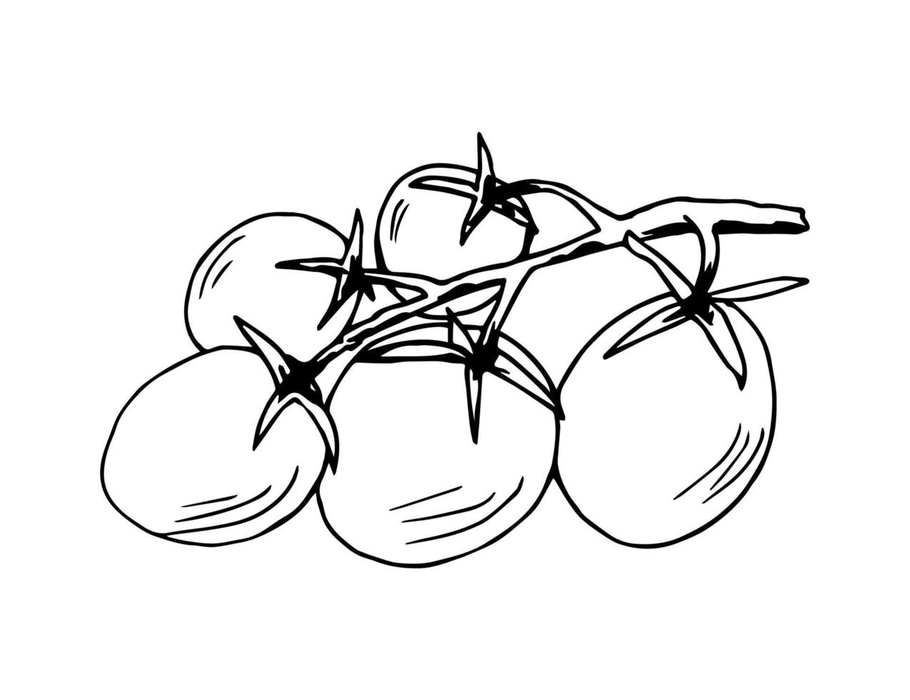 illustration vectorielle dessinée à la main avec contour noir. une branche de petites tomates cerises. légumes biologiques frais, produits de la ferme, culture, récolte d'été. pour étiquettes, de marché vecteur