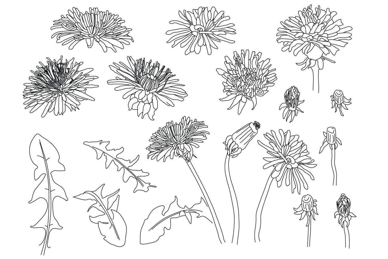 esquisser une collection de botanique florale. ensemble de dessin de fleur de pissenlit. noir et blanc avec illustration botanique de dessin au trait de fleurs. gravé à base de plantes vecteur
