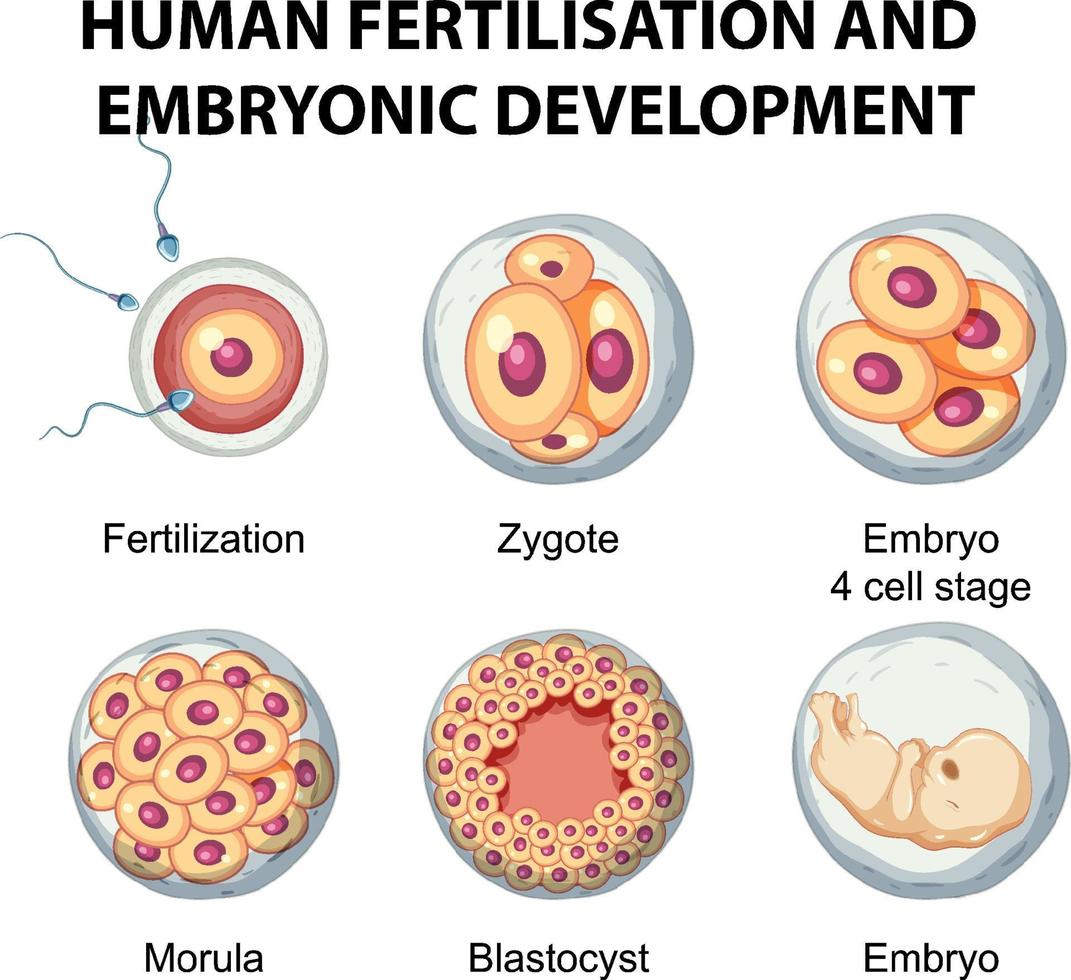 fécondation humaine et développement embryonnaire en infographie humaine vecteur