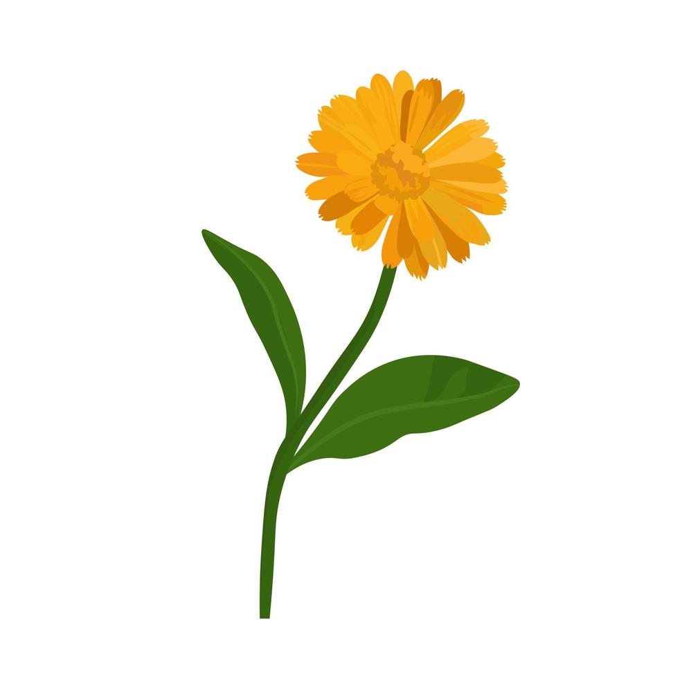 illustration vectorielle de calendula. boutons floraux de souci jaune sur une tige verte. plante médicinale de pharmacie pour le thé. le poids du dessin est isolé sur un fond blanc. vecteur