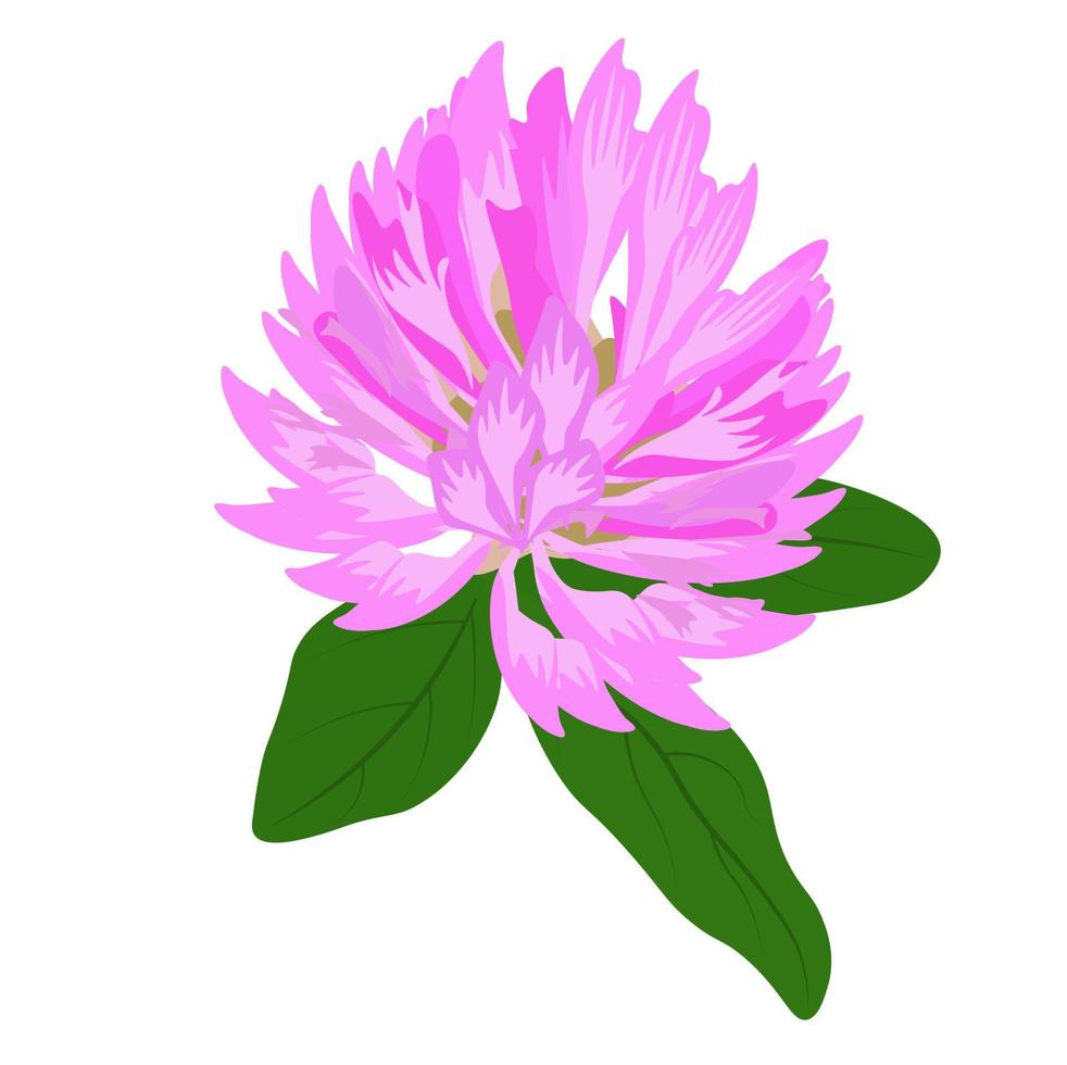 illustration vectorielle de stock de trèfle des prés. gros plan de fleurs de prairie. plante de miel sauvage de printemps. le modèle de trèfle rouge en fleurs. isolé sur fond blanc. vecteur