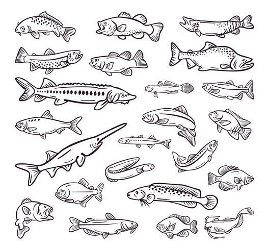 sorte de fruits de mer, collection de poissons de mer dessinés à la main vecteur