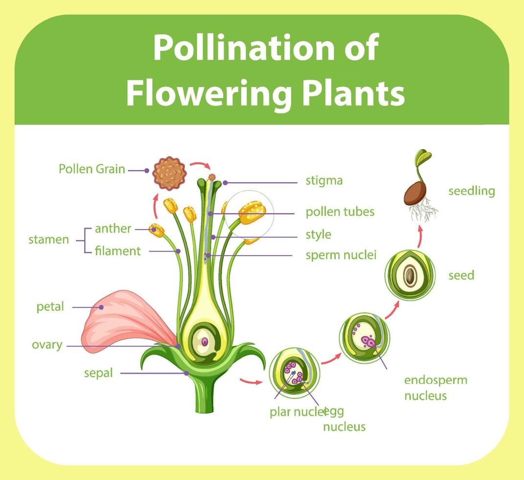 schéma de la pollinisation des plantes à fleurs vecteur