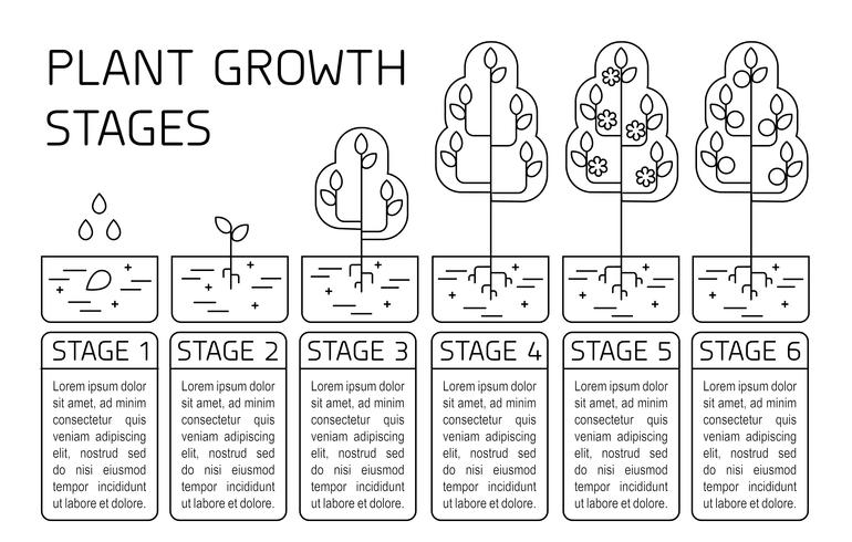 Stades de croissance des plantes infographiques. Icônes d&#39;art au trait. Modèle d&#39;instruction de plantation. Illustration de style linéaire isolé sur blanc. Planter des fruits, processus de légumes. vecteur