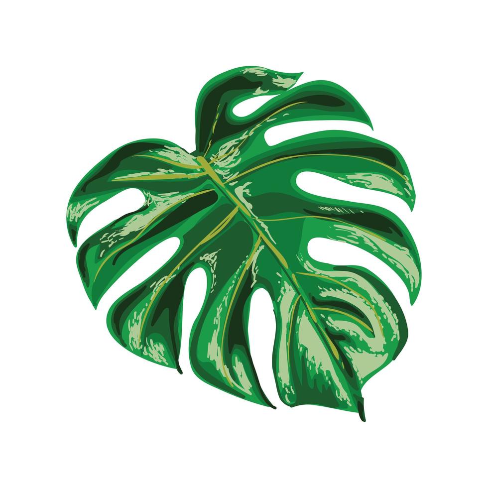 illustration de feuille de monstera vecteur