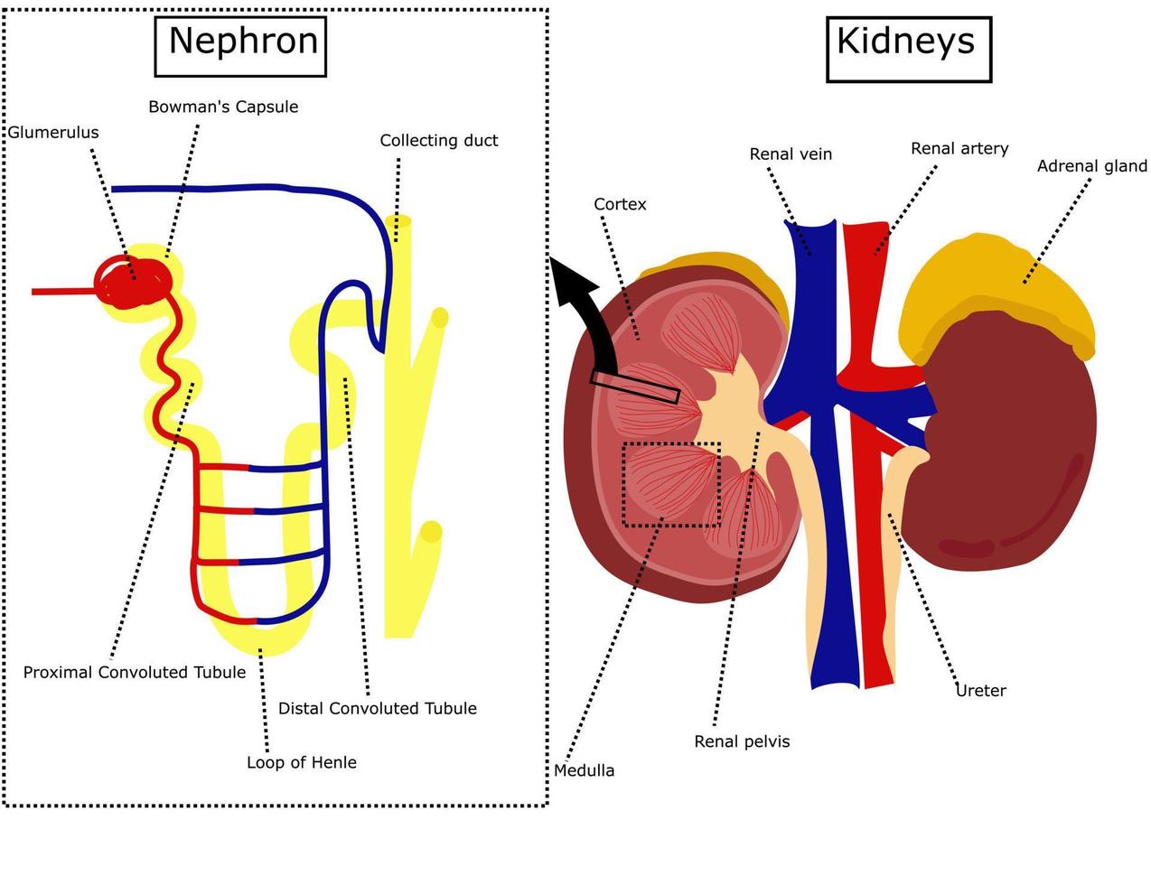 diagramme des reins et du néphron.anatomie interne de l'organe humain.système excréteur.système urinaire.illustration vectorielle infographique. vecteur