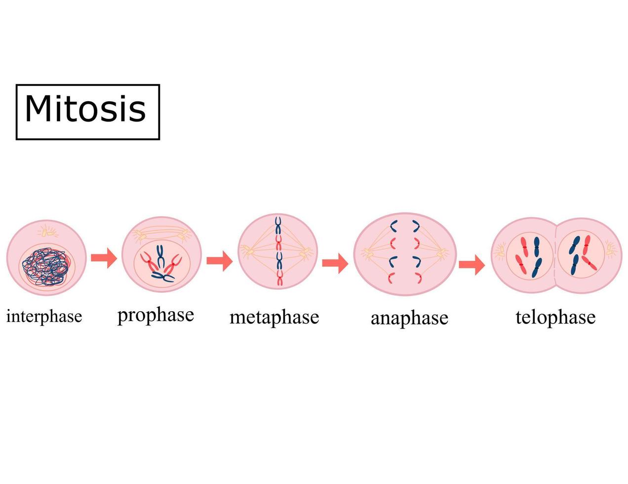 les quatre phases de mitose.prophase, métaphase, anaphase et télophase.illustration vectorielle infographique. vecteur