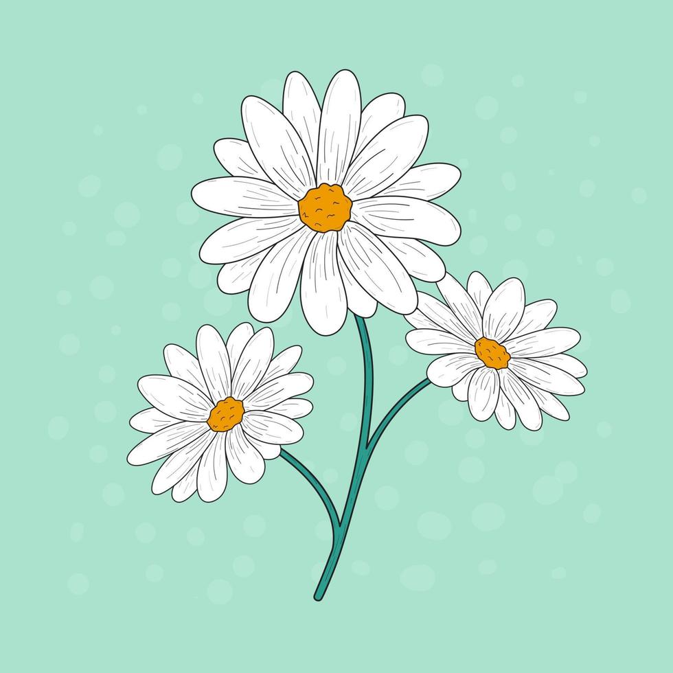 illustration vectorielle de fleurs. Marguerite. bouquet. Marguerite. dessiné à la main. fond isolé. vecteur