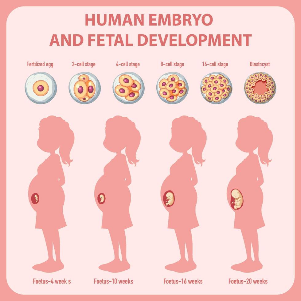 développement embryonnaire humain en infographie humaine vecteur