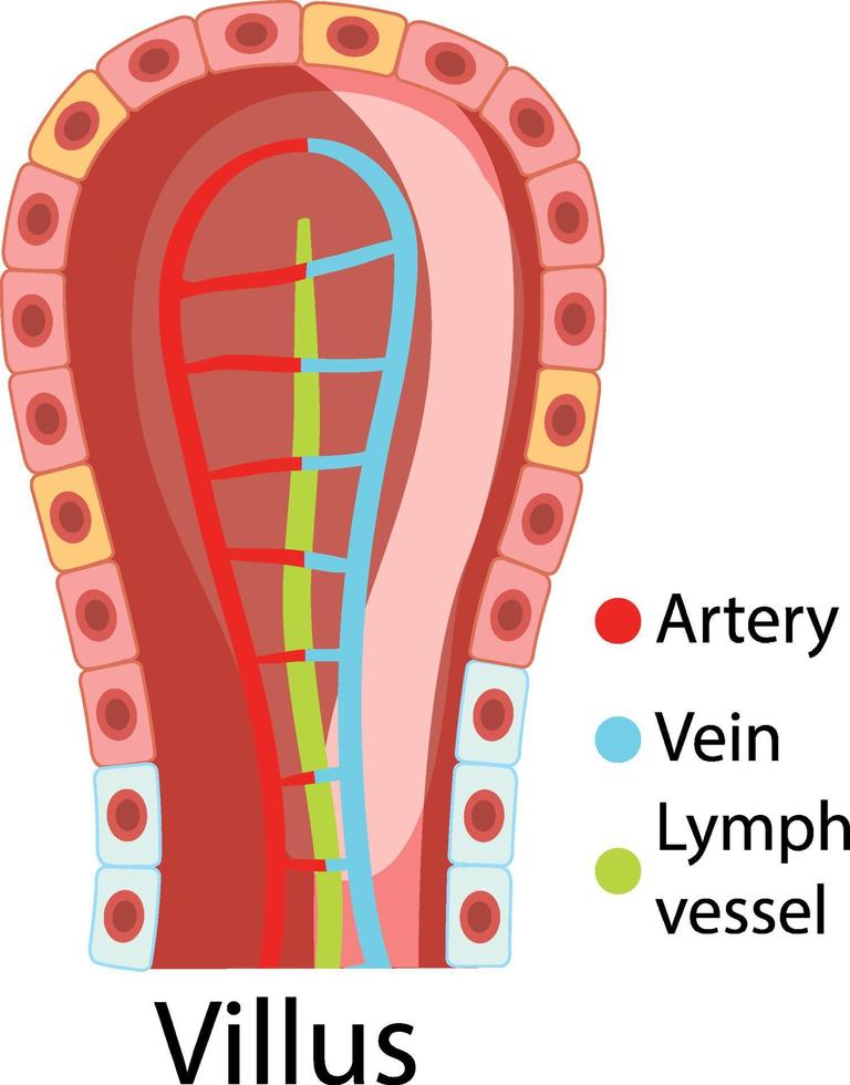 schéma montrant la structure des villosités intestinales vecteur