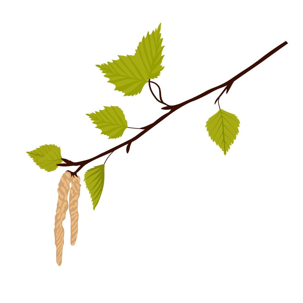 feuilles de bouleau avec boucles d'oreilles. branche de printemps avec bourgeons. illustration de stock de vecteur. isolé sur fond blanc. vecteur