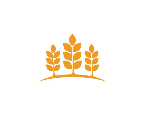 Logos de blé agricole vecteur