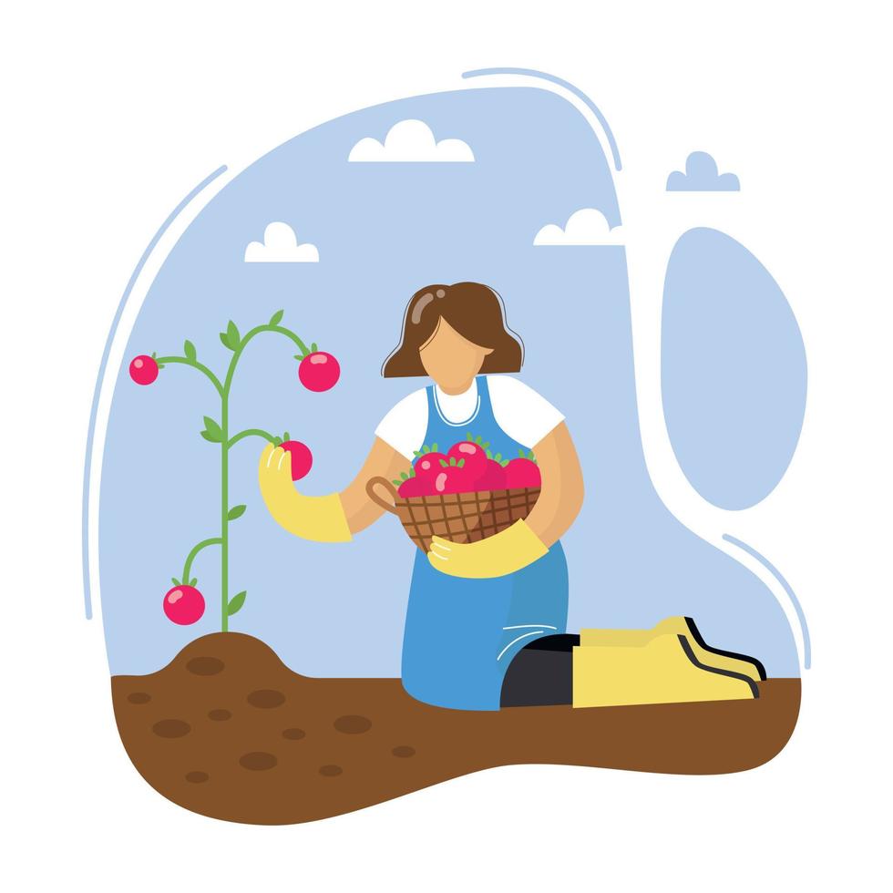 une jeune femme ramassant des tomates. la femelle récolte les tomates. femme avec panier. notion de jardinage. illustration vectorielle. vecteur