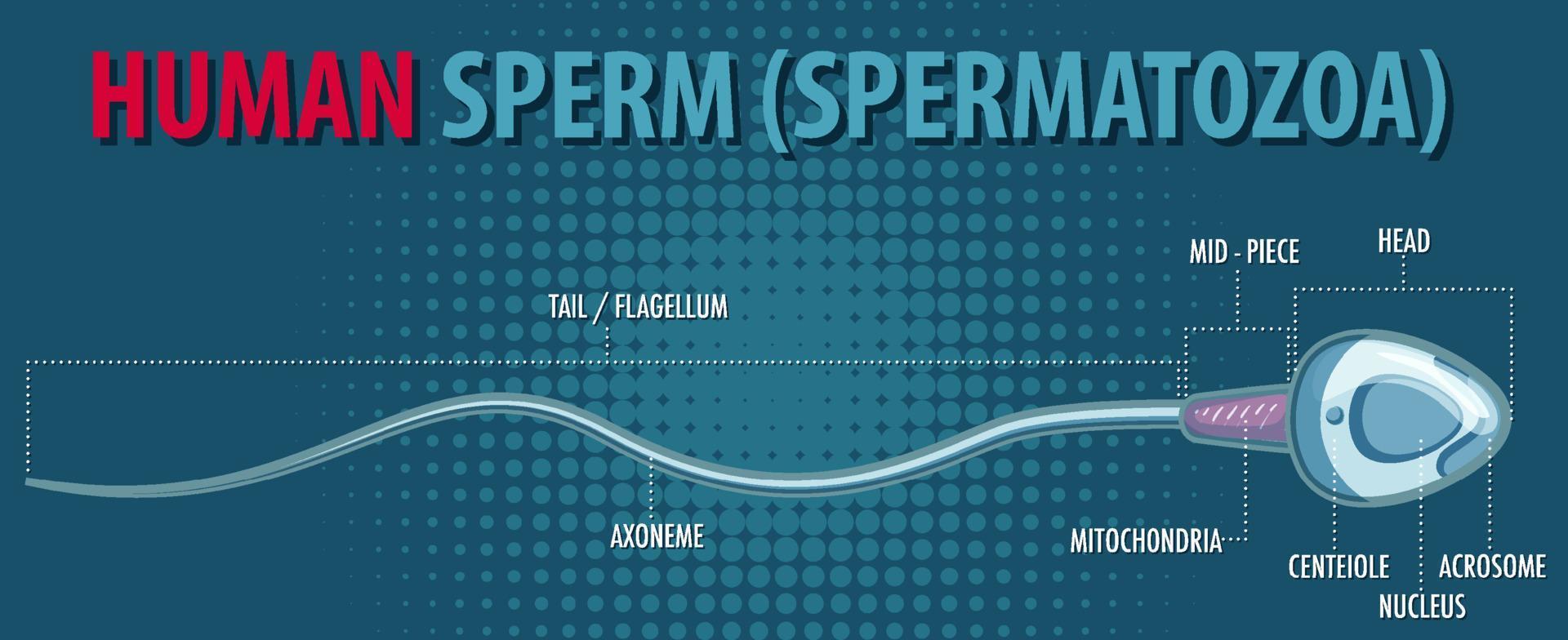 structure des spermatozoïdes humains vecteur