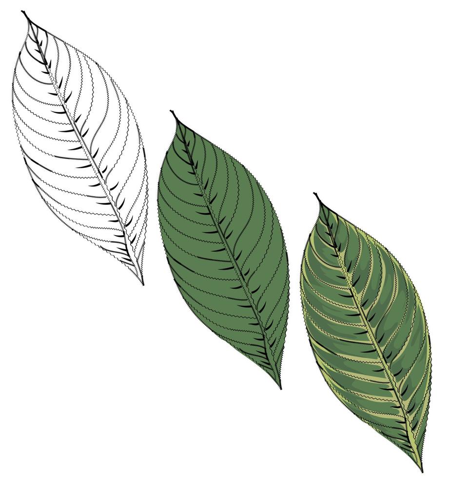 illustration de feuille avec couleur ou contour. vecteur