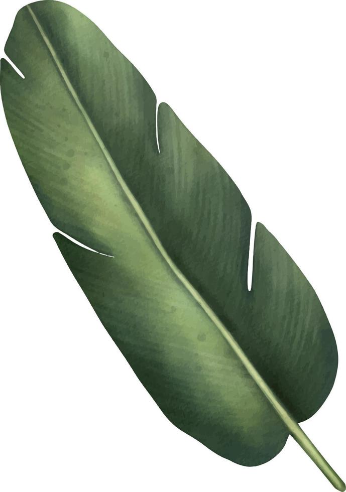 feuille de palmier tropical vert. plante tropicale. illustration aquarelle peinte à la main isolée sur blanc. vecteur