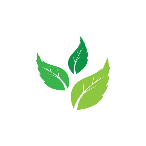 Logos de l&#39;écologie des feuilles d&#39;arbres verts vecteur