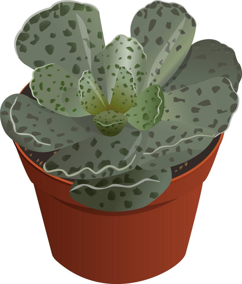 illustration vectorielle succulente adromischus vecteur