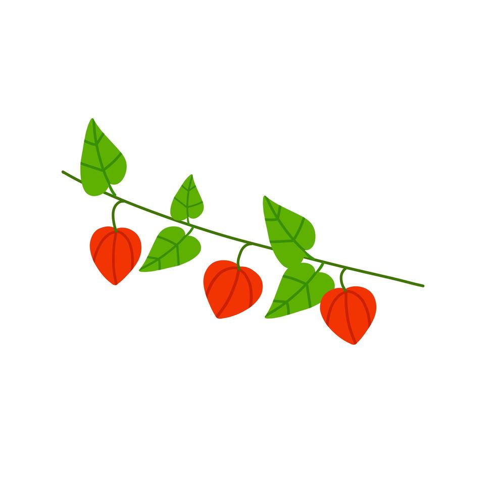 branche de physalis. fleur d'oranger. plante ornementale. illustration de dessin animé plat vecteur