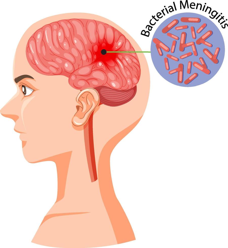 section de tête humaine avec cerveau vecteur