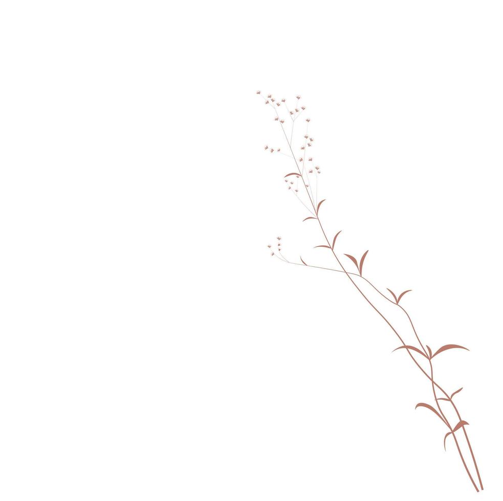 illustration vectorielle de stock de gypsophile. délicat floral élégant pour une invitation. couleur crème. fleurs sèches aux couleurs pastel isolées sur fond blanc. vecteur