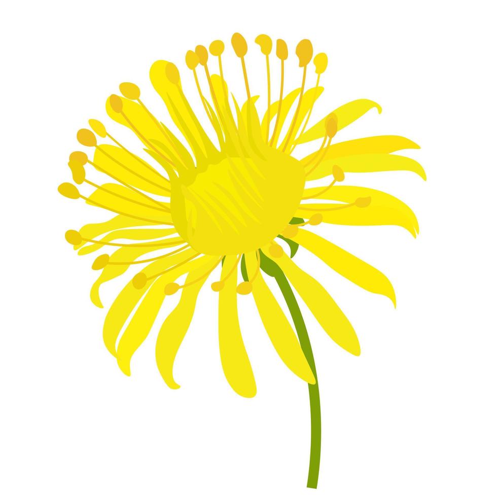 illustration de stock de vecteur de pissenlit. fleur de printemps. gros plan de fleur jaune. isolé sur fond blanc