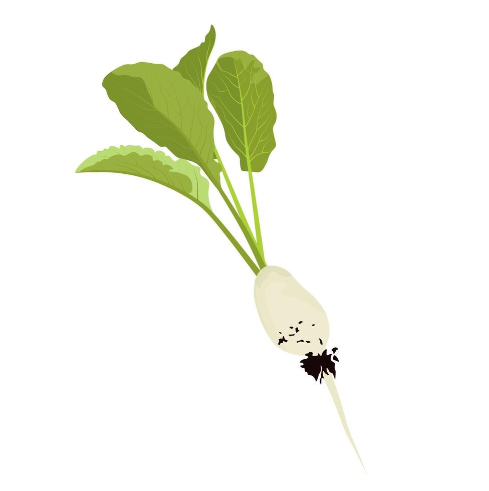 illustration vectorielle de radis blancs . plantes et racines de daikon de radis mooli, variété mooli kumbong. radis chinois. isolé sur fond blanc. vecteur