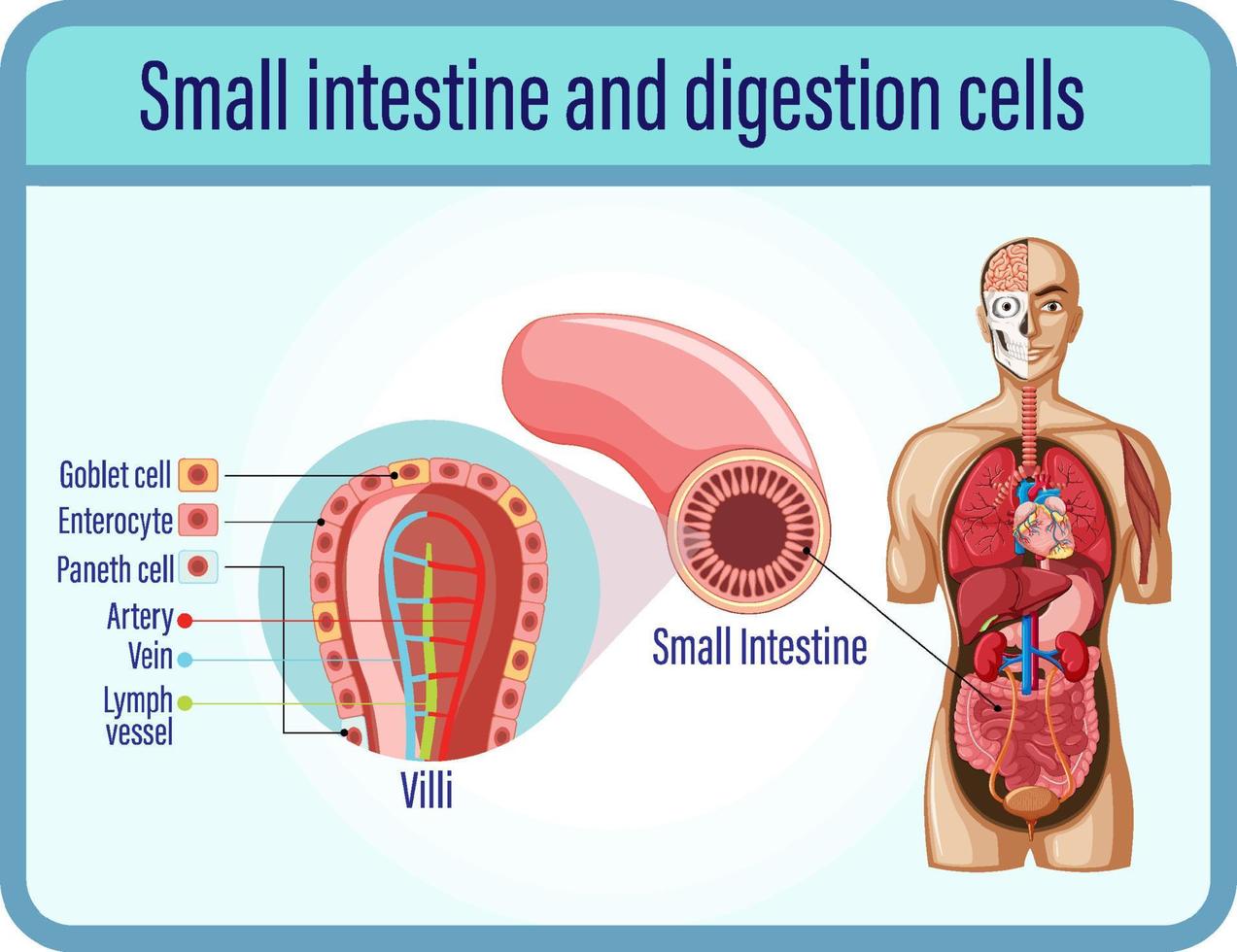 cellules de digestion et de digestion et intestin grêle vecteur