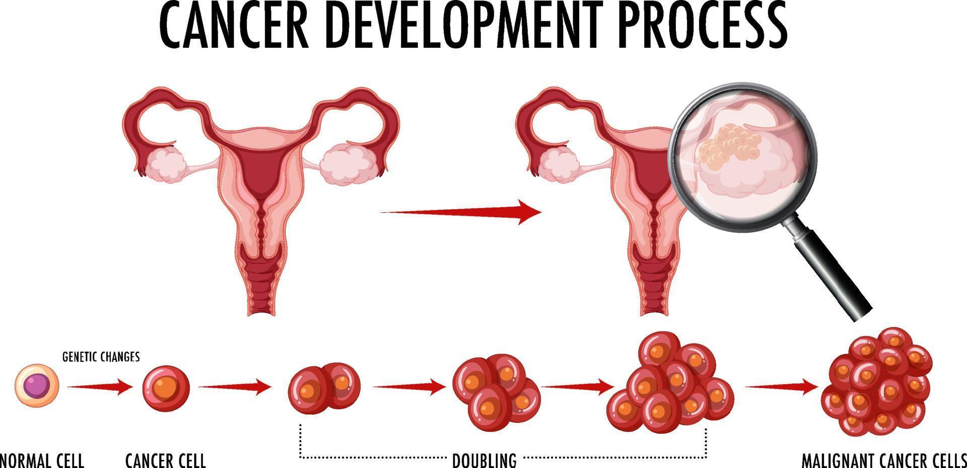 développement embryonnaire humain en infographie humaine vecteur