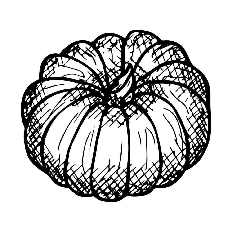 illustration vectorielle dessinée à la main de citrouille. objet isolé sur fond blanc. clipart de récolte de légumes. produit du marché agricole. éléments pour la conception d'automne, la décoration. vecteur