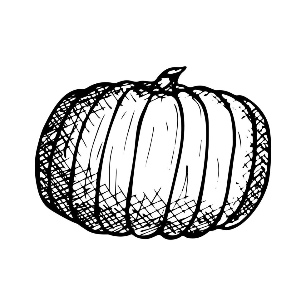 illustration vectorielle dessinée à la main de citrouille. objet isolé sur fond blanc. clipart de récolte de légumes. produit du marché agricole. éléments pour la conception d'automne, la décoration. vecteur