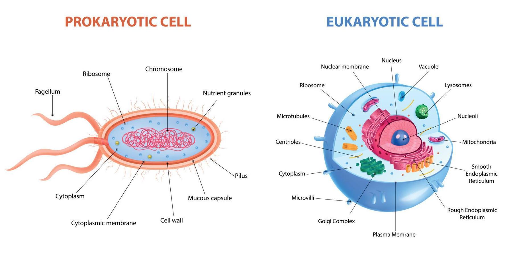 anatomie réaliste des cellules vecteur