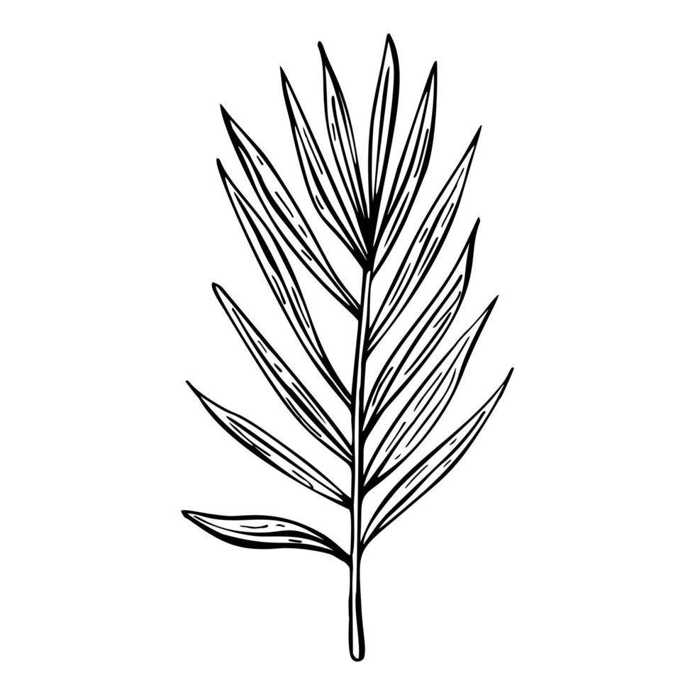 croquis de feuille de palmier isolé. plantes tropicales de branche rétro dans un style dessiné à la main. vecteur