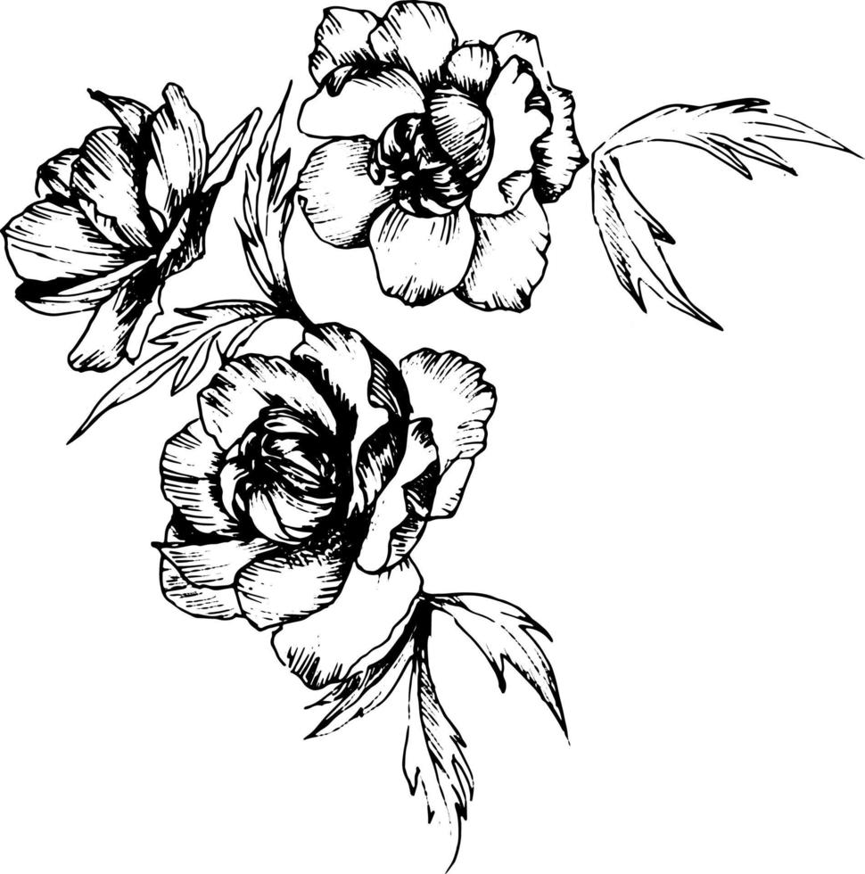illustration vectorielle de fleur dessinée à la main noir et blanc. vecteur