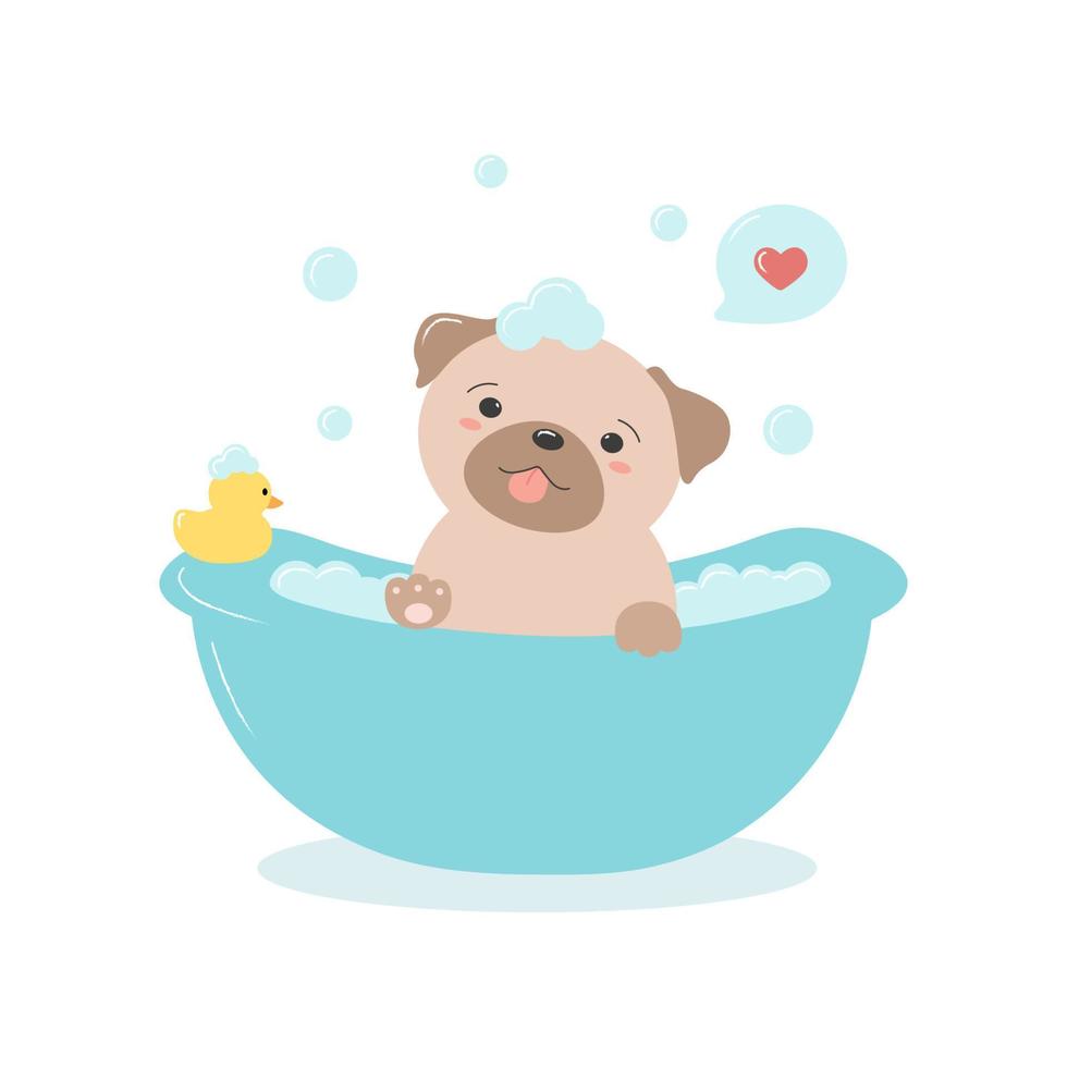 carlin kawaii dans un bain avec des bulles et un jouet de canard en caoutchouc. dessin animé mignon chien pour salon de toilettage pour animaux de compagnie. illustration vectorielle isolée sur fond blanc vecteur