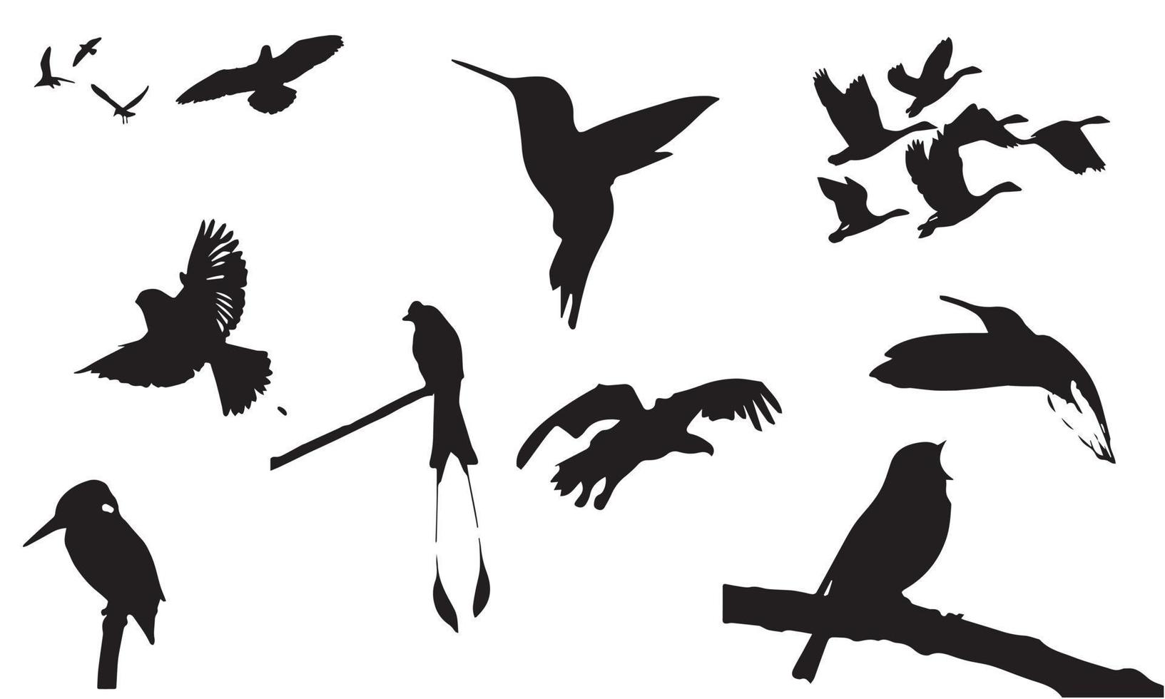 collection d'oiseaux conception d'illustration vectorielle noir et blanc vecteur