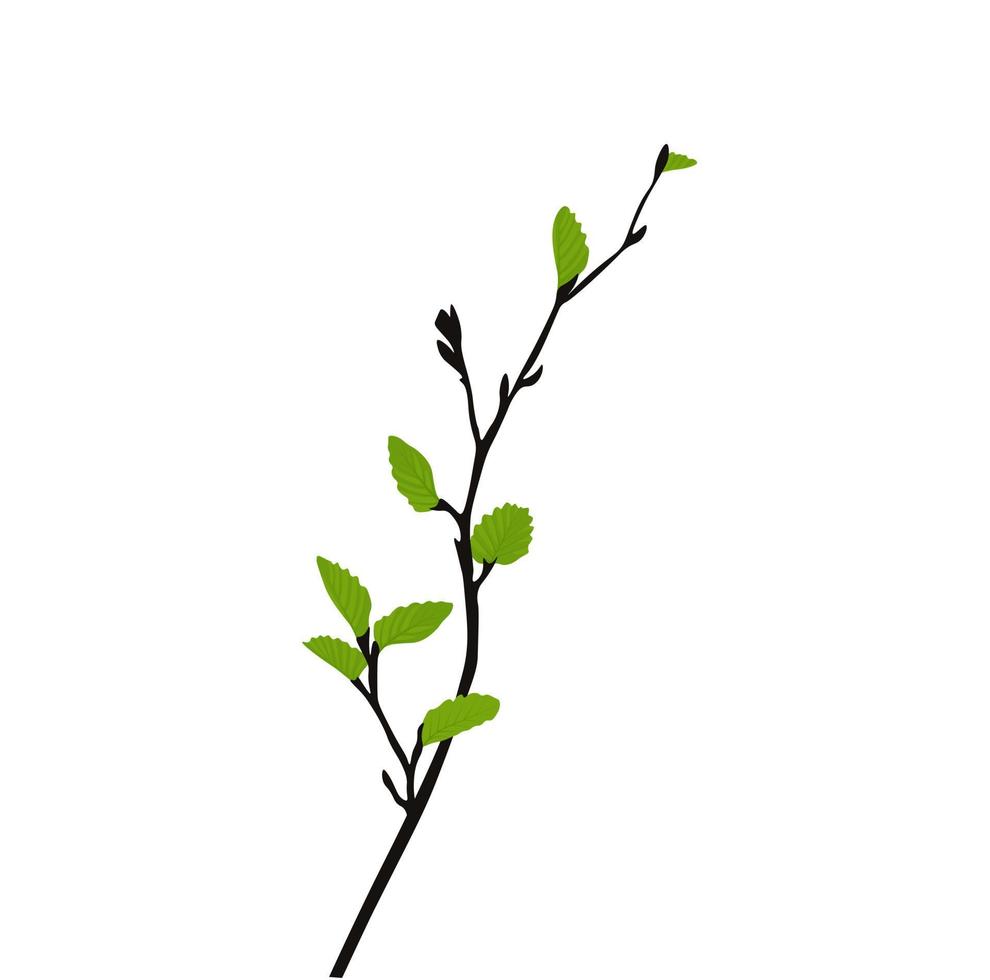 branche avec illustration vectorielle de jeunes pousses de feuilles. pousses d'arbres au feuillage vert frais. paysage de printemps. isolé sur fond blanc. vecteur