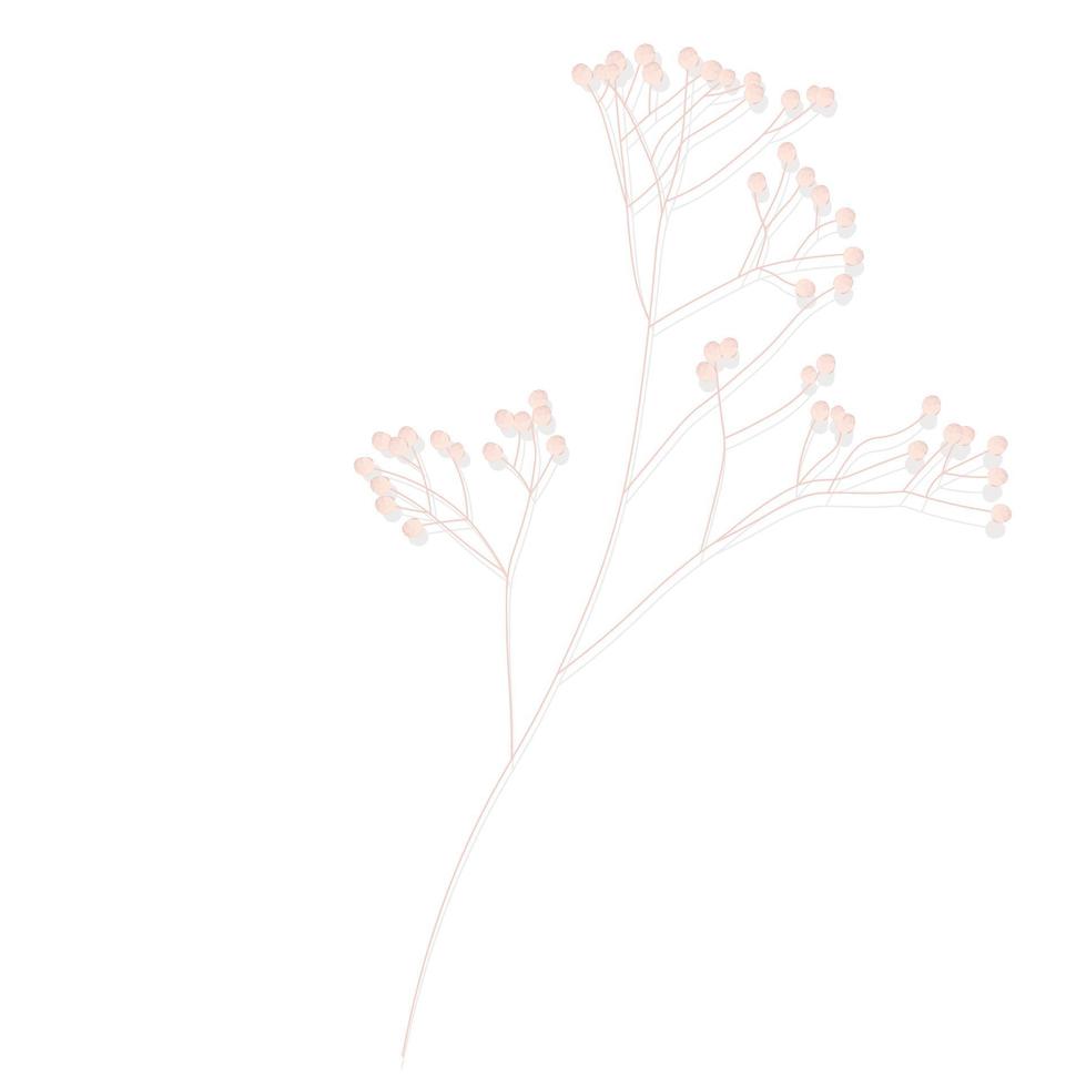 limonium, illustration vectorielle de stock d'herbe de mariage. délicat floral élégant pour une invitation. couleur crème. fleurs sèches aux couleurs pastel isolées sur fond blanc pour la conception d'invitations. vecteur