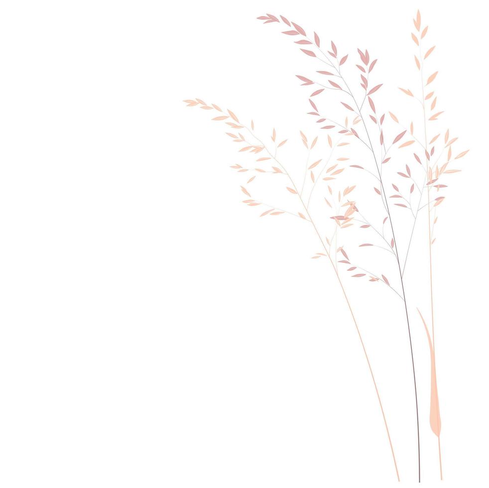 illustration vectorielle stock d'herbe de pampa. branche crème d'herbe sèche. panicule cortaderia selloana amérique du sud, capitule de plumes plumesstep. couleur rose tendre. modèle pour une carte de mariage. vecteur