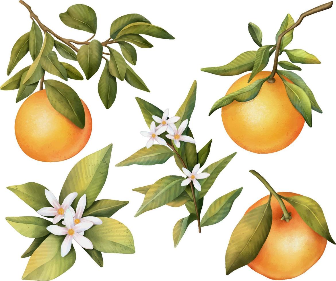 ensemble dessiné à la main de branches d'oranger en fleurs à l'aquarelle, de fleurs et d'orange, illustration isolée sur fond blanc vecteur