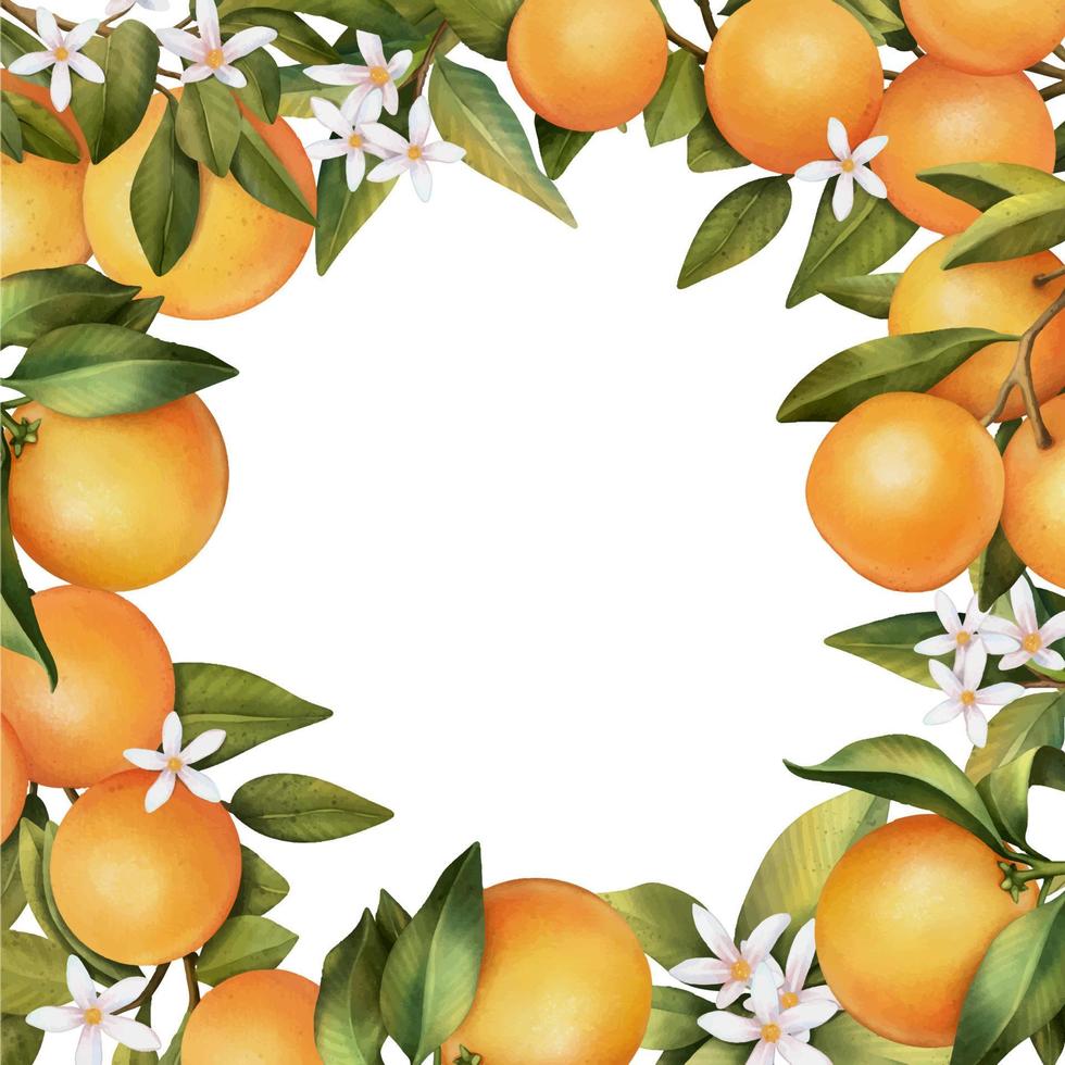 cadre de branches d'orangers en fleurs à l'aquarelle dessinées à la main et orange, illustration isolée sur fond blanc vecteur