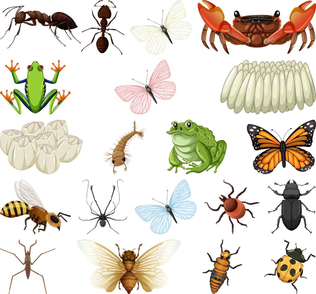 différents types d'insectes et d'animaux sur fond blanc vecteur