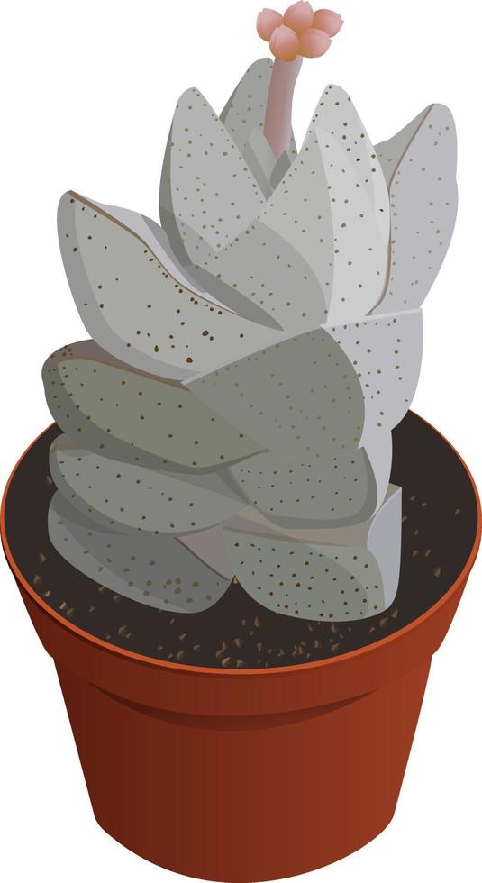 illustration succulente crassule vecteur