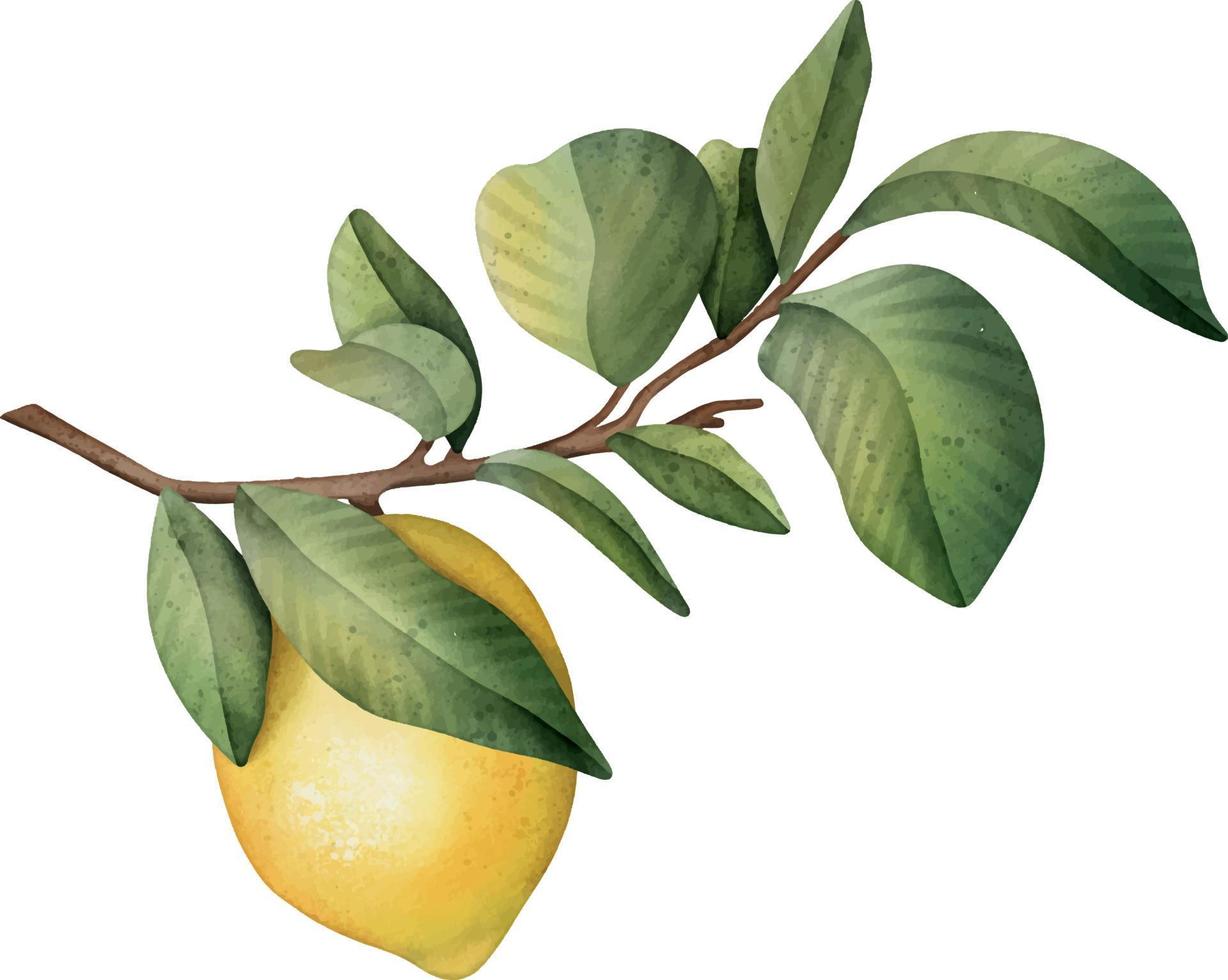 branche aquarelle dessinée à la main avec des citrons et des feuilles vertes vecteur