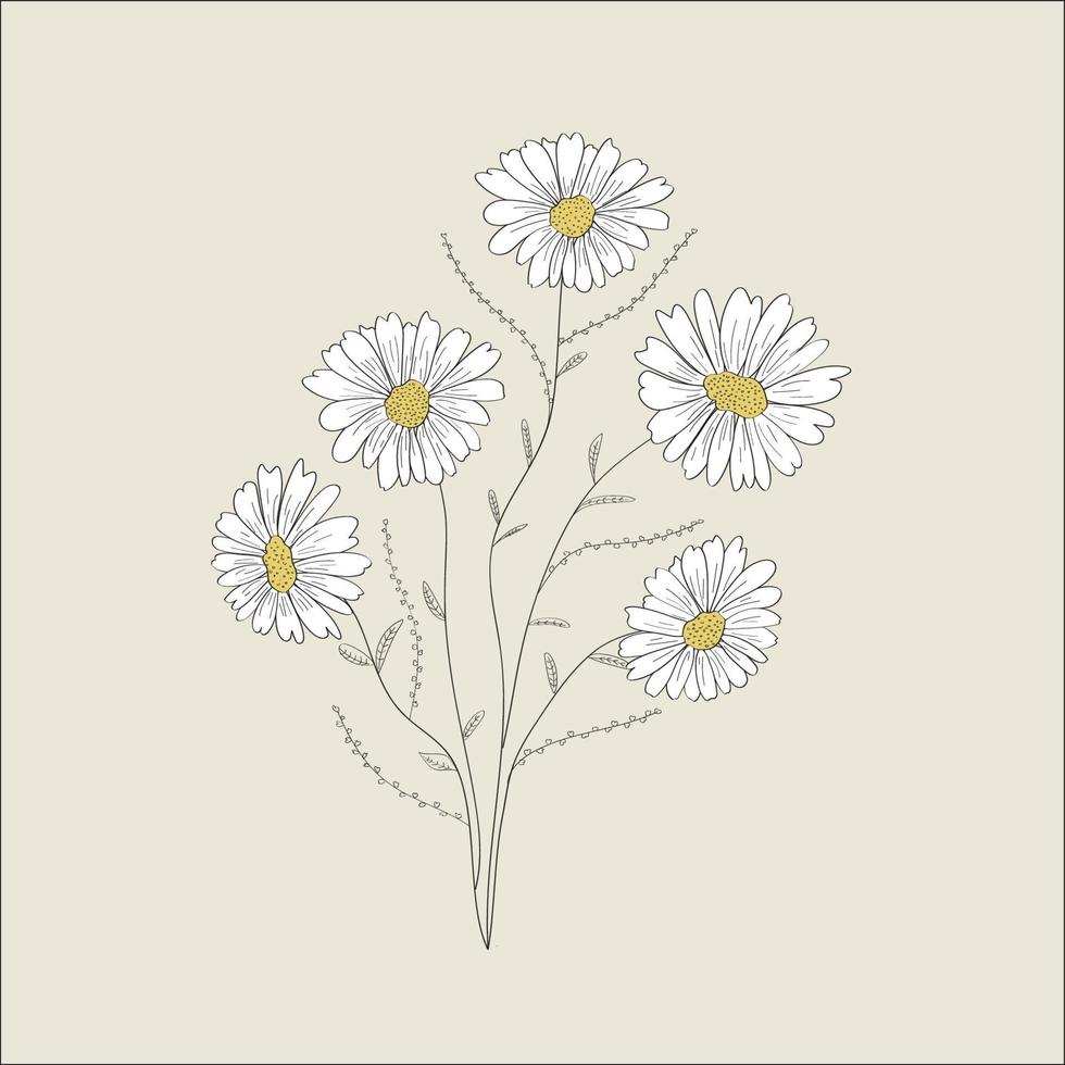 illustration vectorielle de fleurs. Marguerite. bouquet. Marguerite. dessiné à la main. fond isolé. vecteur