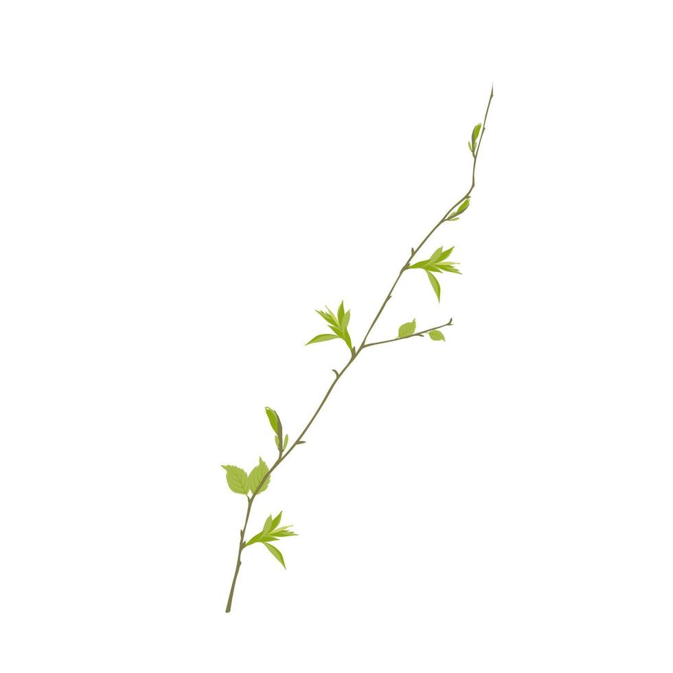branche avec illustration vectorielle de jeunes pousses de feuilles. pousses d'arbres au feuillage vert frais. paysage de printemps. isolé sur fond blanc. vecteur
